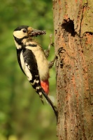 Strakapoud velky - Dendrocopos major - Great Spotted Woodpecker 2538
